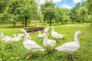 Country Life Prints: Cloppenburg Museum Village: Geese on the farm, Emsland, Lower Saxony, Germany