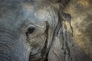 Close up of African elephant face, South Luangwa National Park, Zambia