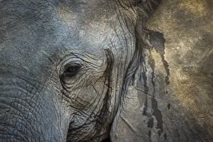 Loxodonta Prints: Close up of African elephant face, South Luangwa National Park, Zambia