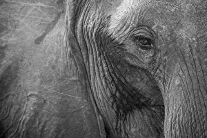Images Dated 26th September 2017: Close up of African elephant heaad and eye, Serengeti National Park, Black and white