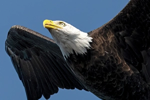 Eagle Prints: A close up of a bald eagle in flight iin Great Bear Rainforest, British Columbia, Canada