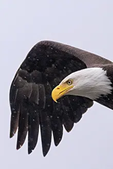 Eagle Prints: A close up of a bald eagle in flight in the snow in Great Bear Rainforest