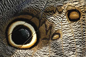 Wing Prints: Close up of a butterfly wing
