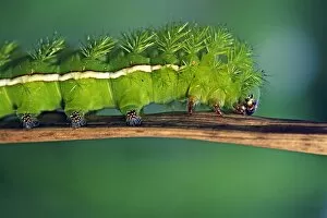 Water Way Gallery: Close up of Caterpillar