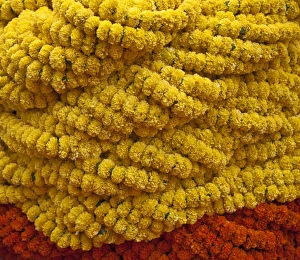 West Bengal Gallery: A close up of Fresh Marigold garlands at the busy Mullik Ghat flower market near Howrah bridge