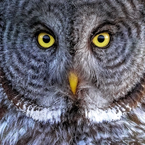 A close up of a great gray owl in the summer in Alberta, Canada