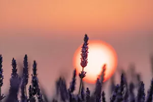 Images Dated 16th October 2019: Close up of a lavender flower in front of the sun setting in Provence, Southern France