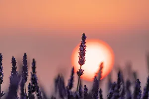 Images Dated 16th October 2019: Close up of a lavender flower in front of the sun setting in Provence, Southern France
