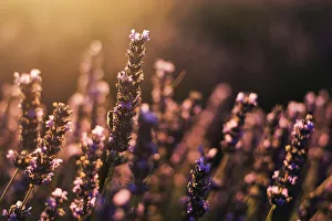 Cote Dazur Prints: Close up on a lavenders flower with a bee, Provence, France