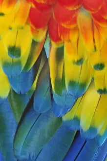 Feathers Gallery: Close up of a Macaw parrots feathers, Copan Ruinas, Central America, Honduras
