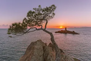 Cote Dazur Gallery: Close up of maritime pine on the Dramont coast and the ale d Or in the background