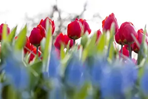 Lisse Prints: Close up of red tulips in bloom at the Keukenhof Botanical garden Lisse South Holland