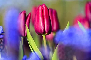 Close up of red and violet tulips in bloom at the Keukenhof Botanical garden Lisse Close up of red and violet tulips in bloom at the Keukenhof Botanical garden Lisse