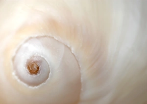 Images Dated 30th June 2006: A close up of a shell