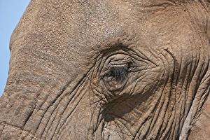African Animal Gallery: Close-up of an African elephants eyelashes and hide in Samburu Game Reserve