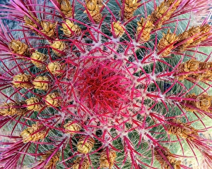 Lanzarote Prints: Close-up of a cactus, Cactus Garden, Guatiza, Lanzarote, Canary Islands, Spain