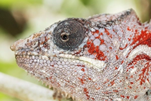 Madagascar Prints: Close-up of a chameleon. Madagascar, Africa