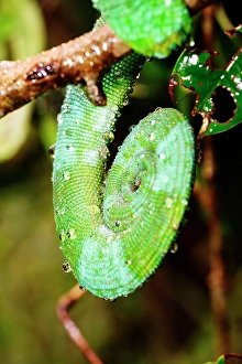 Madagascar Prints: Close-up of a chameleon. Madagascar, Africa. Ranomafana rainforest