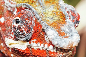 Head Prints: Close-up of a chameleon's head. Madagascar, Africa