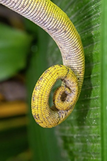 Madagascar Prints: Close-up of a chameleon's tail. Madagascar, Africa