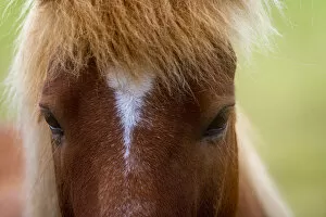 Images Dated 22nd February 2022: Close-up of head of Icelandic horse near Keflavik, Reykjanesbaer, Reykjanes Peninsula, Iceland