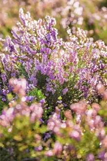 Heath Prints: Close-up of heather (Calluna vulgaris) in the nature reserve at Wilsener Berg