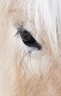 Close-up of a horseaAAs eye, Lapland, Finland