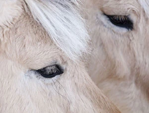 Close-up of a horseaAAs eye, Lapland, Finland
