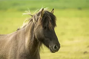 Close-up of Icelandic horse near Keflavik, Reykjanesbaer, Reykjanes Peninsula, Iceland