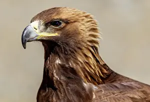 Mongolia Prints: Close-up of Kazakh Eagle hunter's Golden Eagle