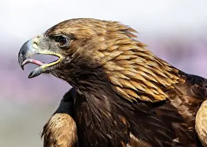 Mongolia Prints: Close-up of Kazakh Eagle hunter's Golden Eagle
