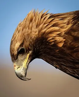 Mongolia Prints: Close-up of kazakh Eagle hunter's Golden Eagle