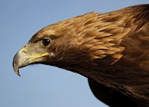 Mongolia Prints: Close-up of Kazakh Eagle hunter's Golden Eagle