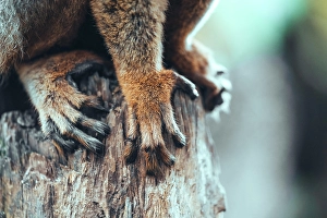 Marsupial Prints: Close-up of lemur paws on a tree. Madagascar, Africa. Andasibe, Analamazaotra