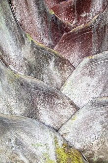 Lanzarote Prints: Close-up of a palm tree trunk, Lanzarote, Canary Islands, Spain