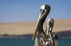 Ica Region Prints: Close-up of Peruvian pelicans at Paracas National Reserve, Paracas, Pisco Province