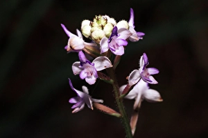 Violet Prints: Close-up of a purple and white wild orchid. Madagascar, Africa. Andasibe, Analamazaotra