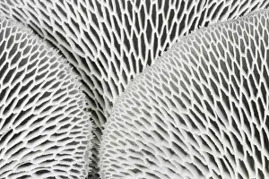 Fungus Prints: Close-up showing gills of Tropical White Polypore Fungus (flavolus tenuiculus)