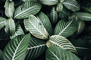 Herb Prints: Close-up of vibrant tropical leaves. Madagascar, Africa