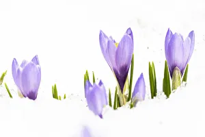 Freshness Prints: Close-up of violet Crocus in snow, Juf, Avers, Viamala Region, canton of Graubunden