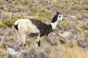 Arequipa Region Prints: Close up of vicuna (Vicugna vicugna) grazing