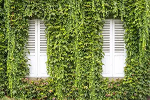Overgrown Prints: Closed shutters on a house with vines (Parthenocissus tricuspidata) growing on wall