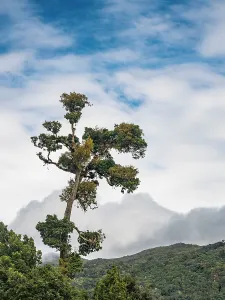 Copey District Prints: Cloud Forest in Cartago Province, Copey District, Costa Rica