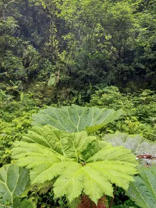 Cloud Forest Prints: Cloud Forest habitat in, Sarapiquí, Alajuela Province, Costa Rica