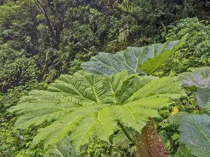 Cloud Forest Prints: Cloud Forest habitat in, Sarapiqui, Alajuela Province, Costa Rica