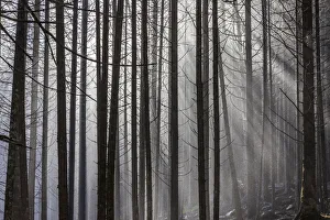 Sunbeams Prints: Cloud forest near the Reinfalle waterfalls in Reintal, South Tyrol, Italy
