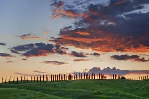 Cloud impression over corn field with cypresses - Italy, Tuscany, Siena, Buonconvento