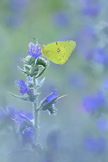 Bulgaria Prints: Clouded Yellow (Colias croceus) roosting upon Viper's Bugloss (Echium vulgare)