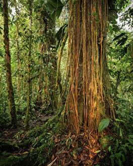 Images Dated 4th May 2023: The Cloudforest, Mashpi, Reserva Mashpi Amagusa, Pichincha, Ecuador