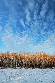 clouds and Bois des Esprits of the Seine River Forest at sunset, Winnipeg, Manitoba, Canada